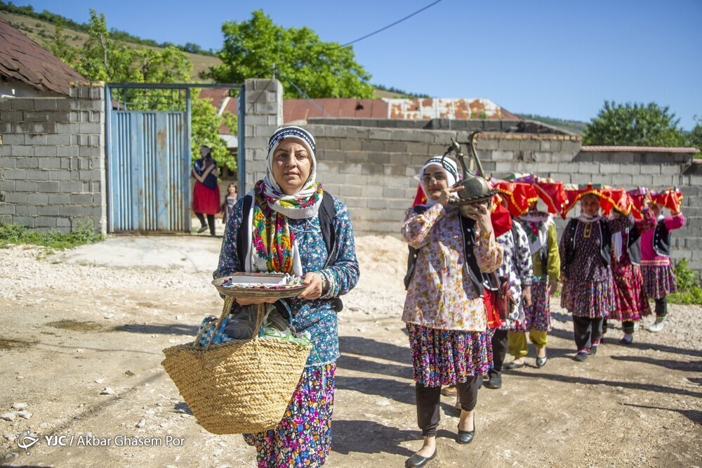 تصاویر: شادپیمایی گل محمدی و گلاب گیری در دودانگه ساری