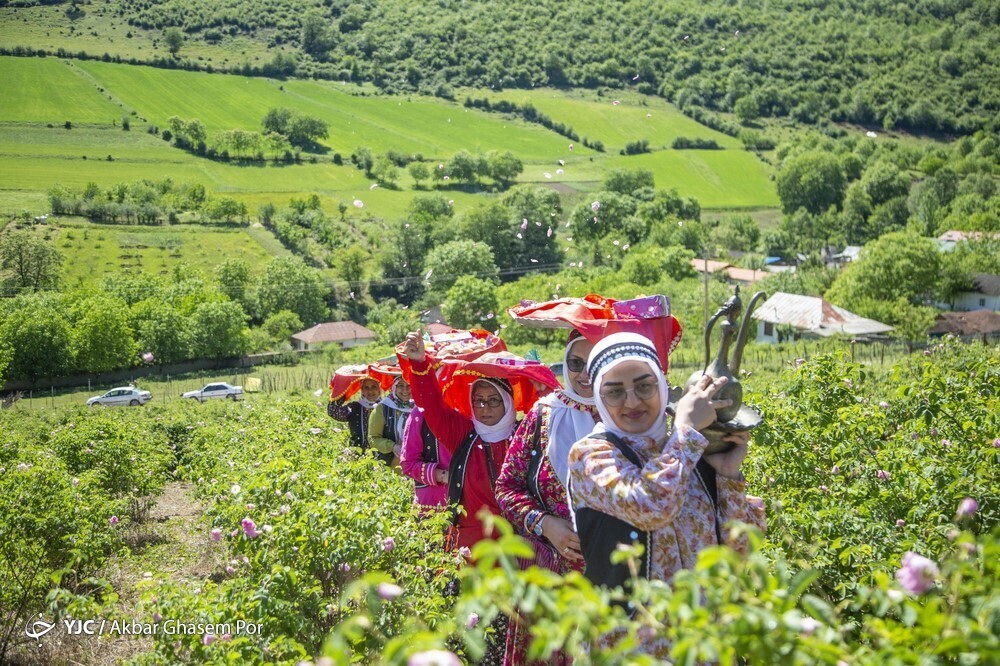 تصاویر: شادپیمایی گل محمدی و گلاب گیری در دودانگه ساری