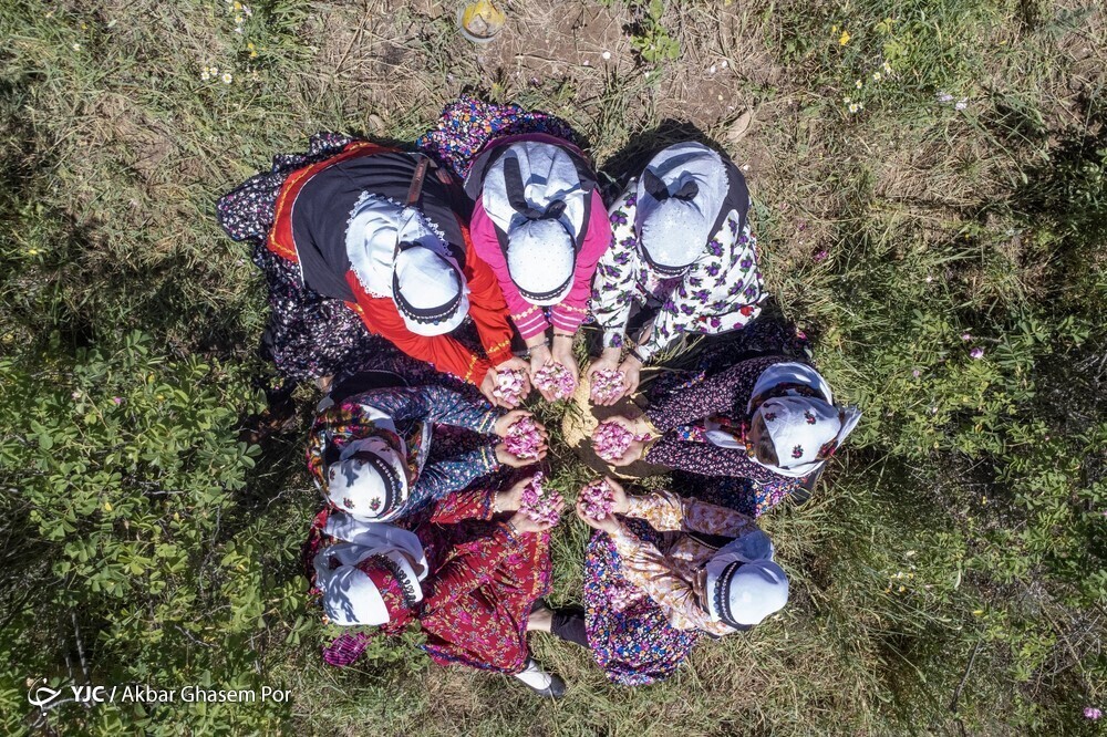 تصاویر: شادپیمایی گل محمدی و گلاب گیری در دودانگه ساری