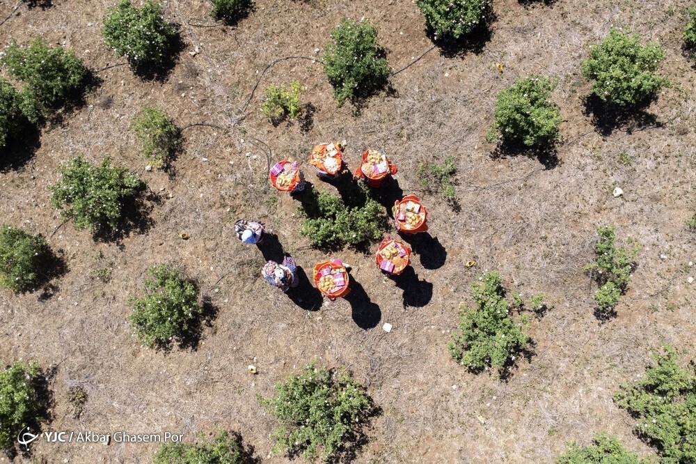 تصاویر: شادپیمایی گل محمدی و گلاب گیری در دودانگه ساری