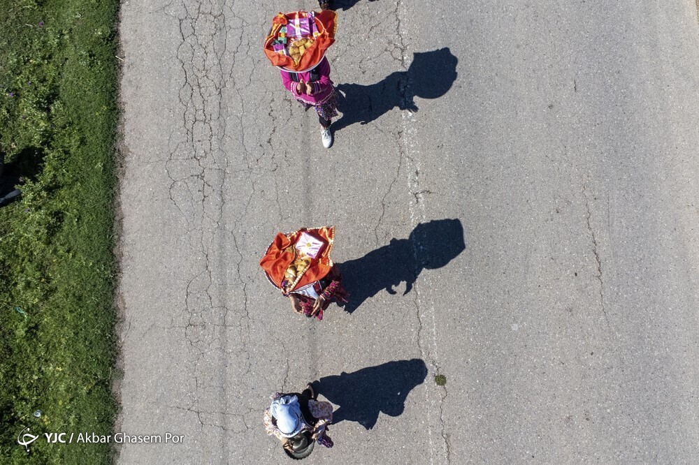 تصاویر: شادپیمایی گل محمدی و گلاب گیری در دودانگه ساری