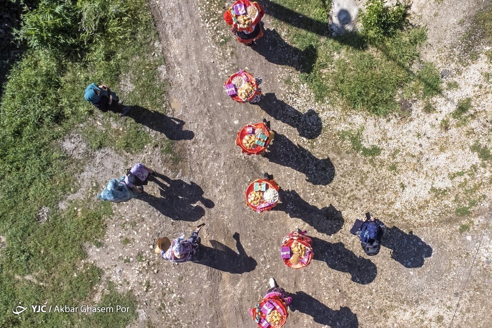 تصاویر: شادپیمایی گل محمدی و گلاب گیری در دودانگه ساری