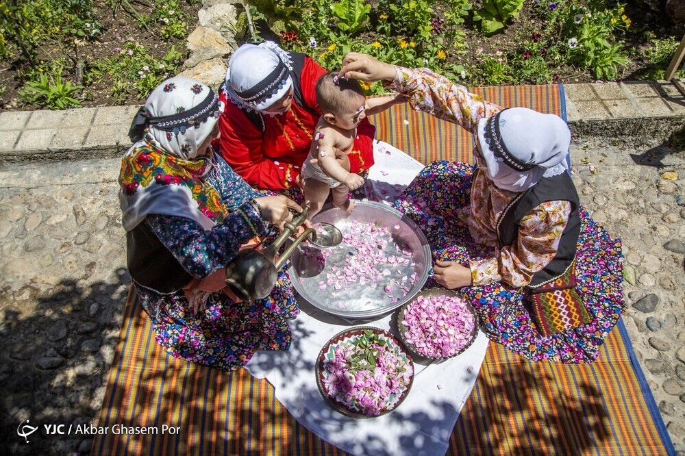 تصاویر: شادپیمایی گل محمدی و گلاب گیری در دودانگه ساری