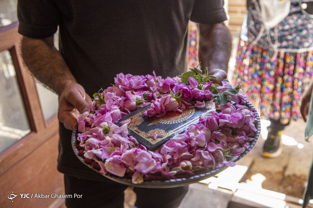 تصاویر: شادپیمایی گل محمدی و گلاب گیری در دودانگه ساری