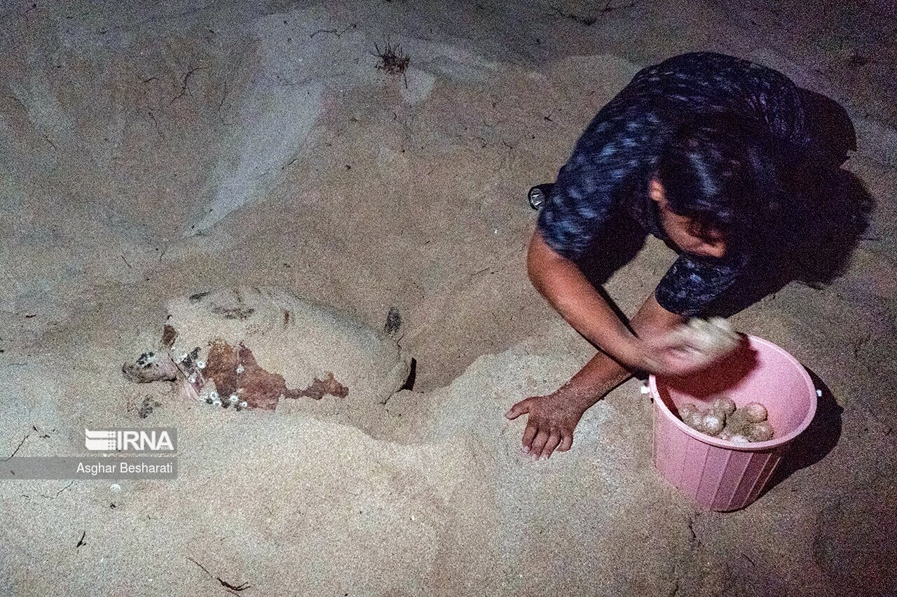 تصاویر: تخم گذاری لاک پشت های پوزه عقابی