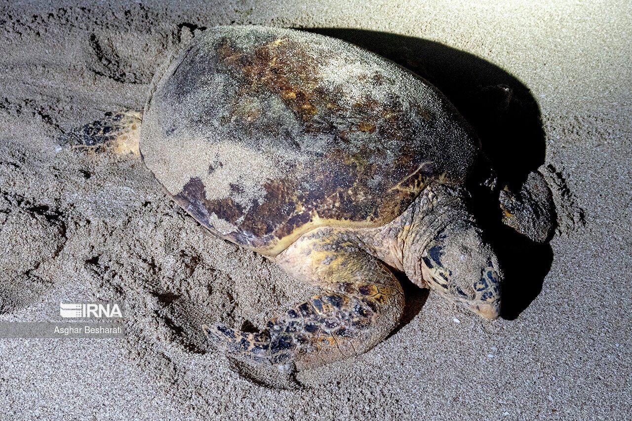 تصاویر: تخم گذاری لاک پشت های پوزه عقابی