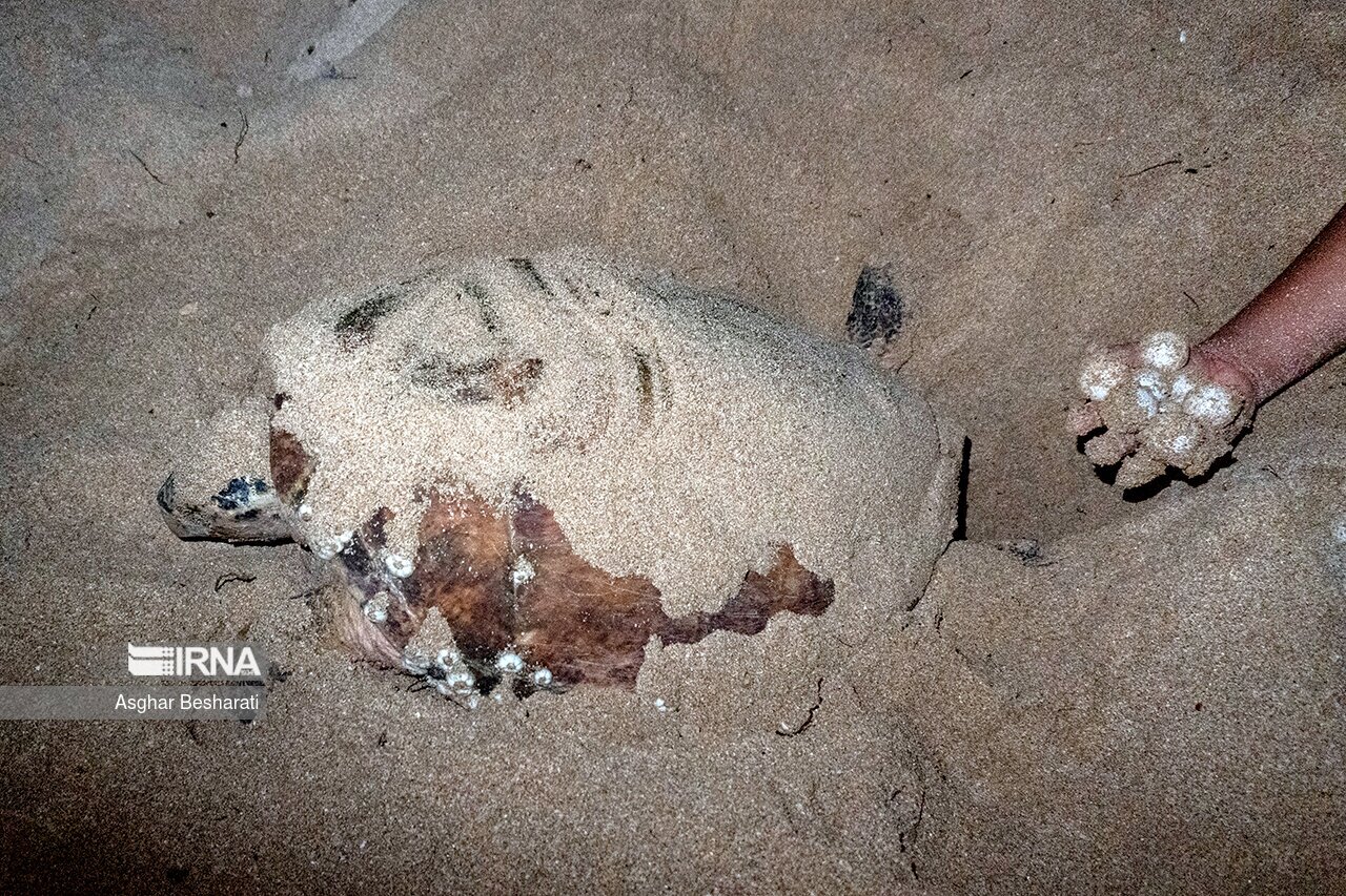 تصاویر: تخم گذاری لاک پشت های پوزه عقابی