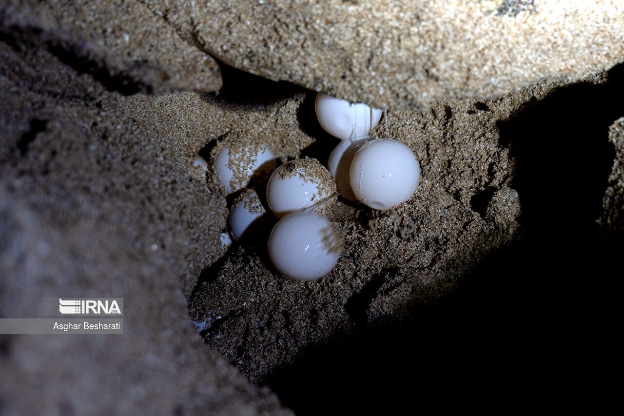 تصاویر: تخم گذاری لاک پشت های پوزه عقابی