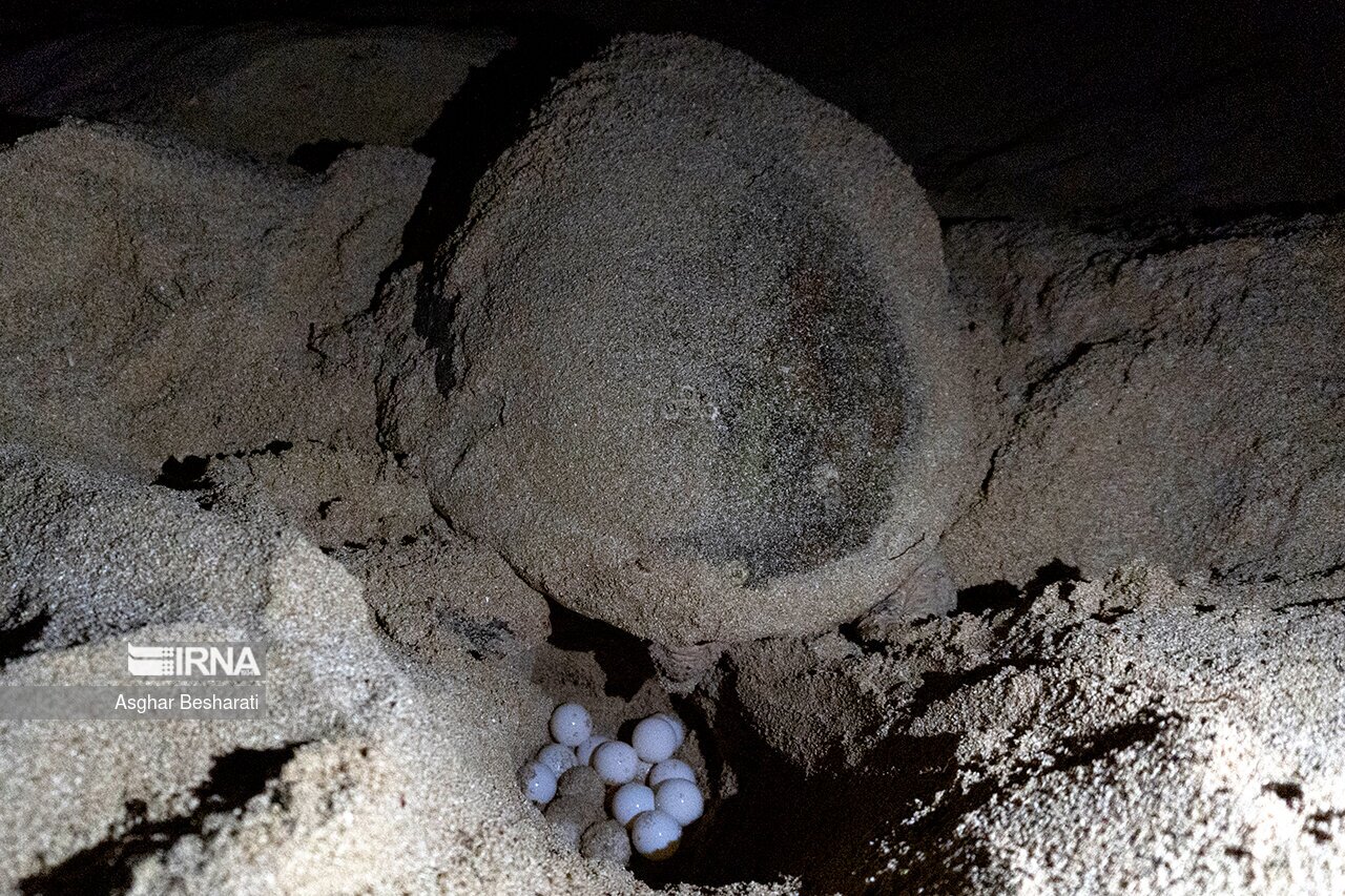 تصاویر: تخم گذاری لاک پشت های پوزه عقابی