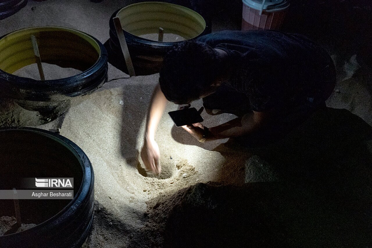 تصاویر: تخم گذاری لاک پشت های پوزه عقابی