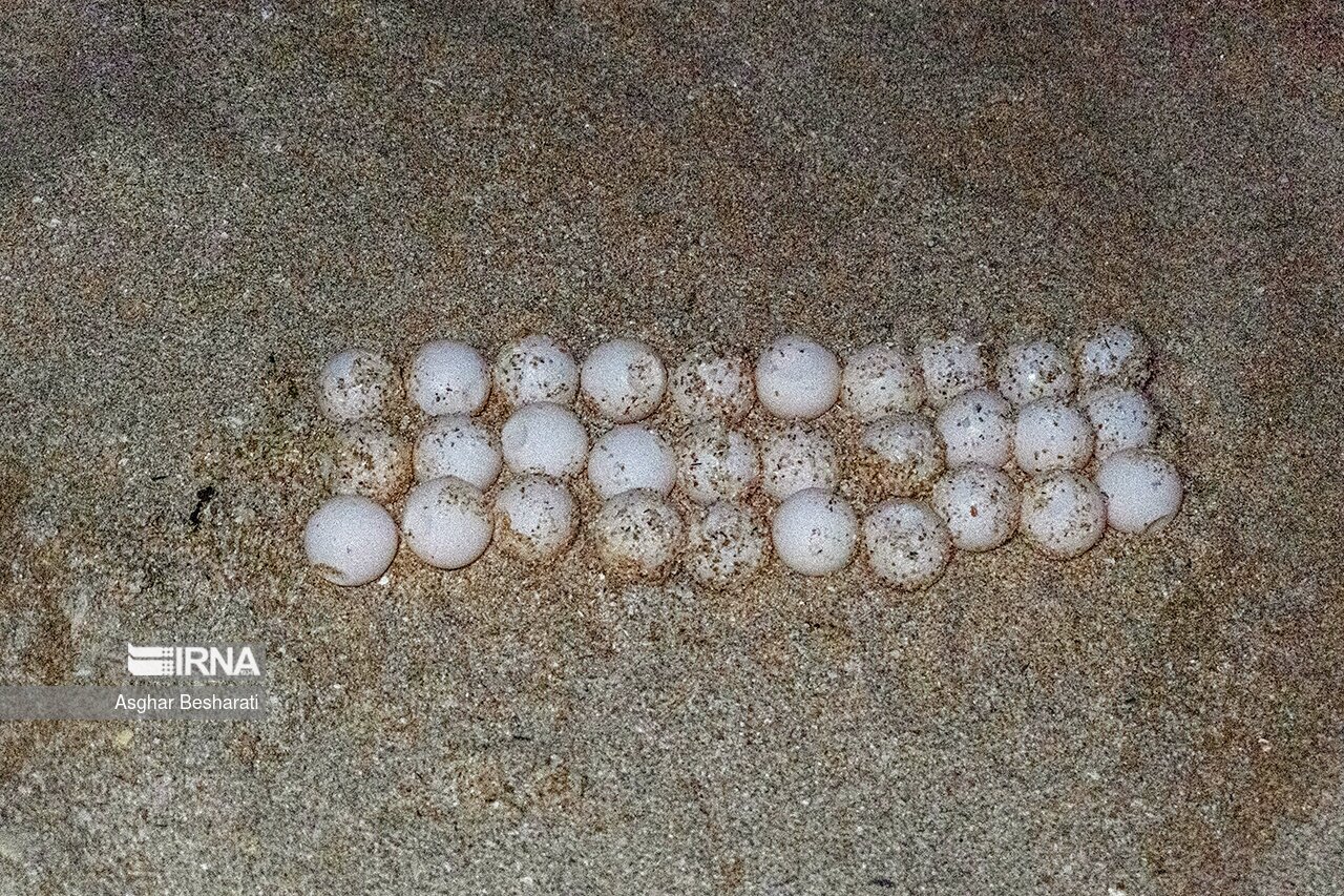 تصاویر: تخم گذاری لاک پشت های پوزه عقابی