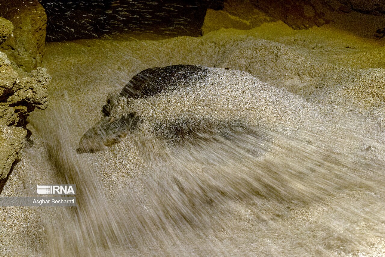 تصاویر: تخم گذاری لاک پشت های پوزه عقابی