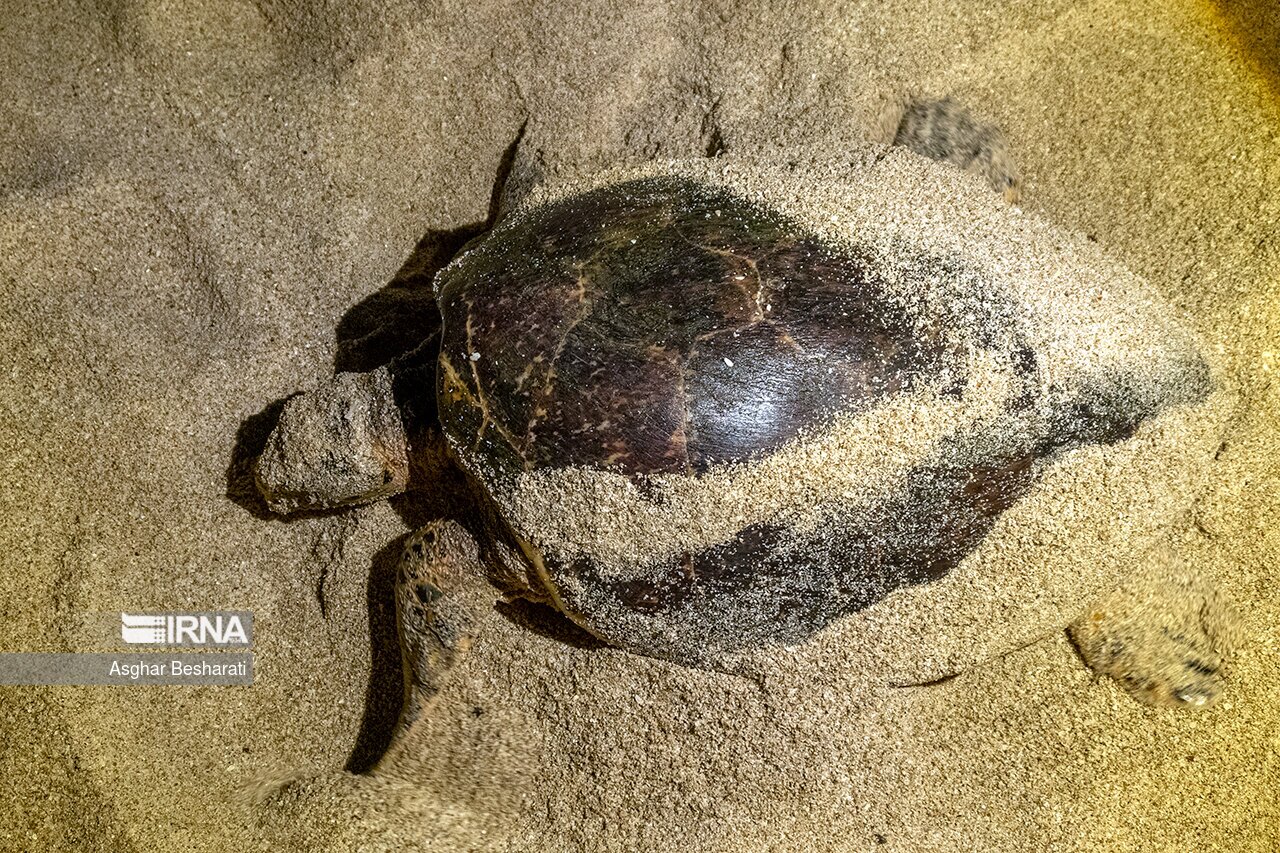 تصاویر: تخم گذاری لاک پشت های پوزه عقابی