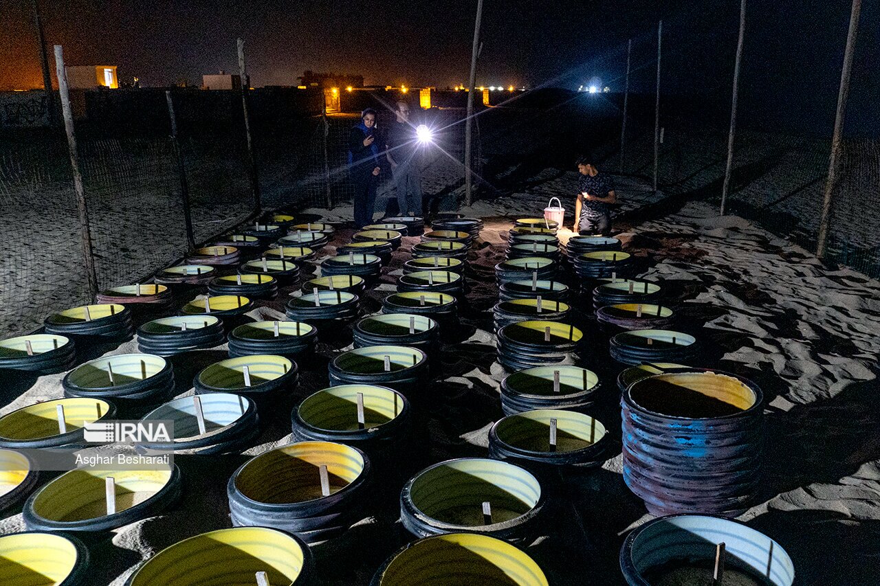 تصاویر: تخم گذاری لاک پشت های پوزه عقابی