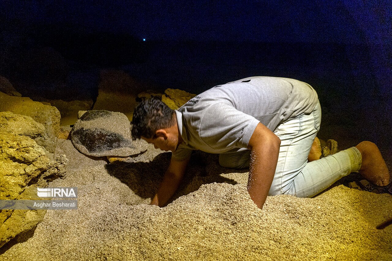 تصاویر: تخم گذاری لاک پشت های پوزه عقابی