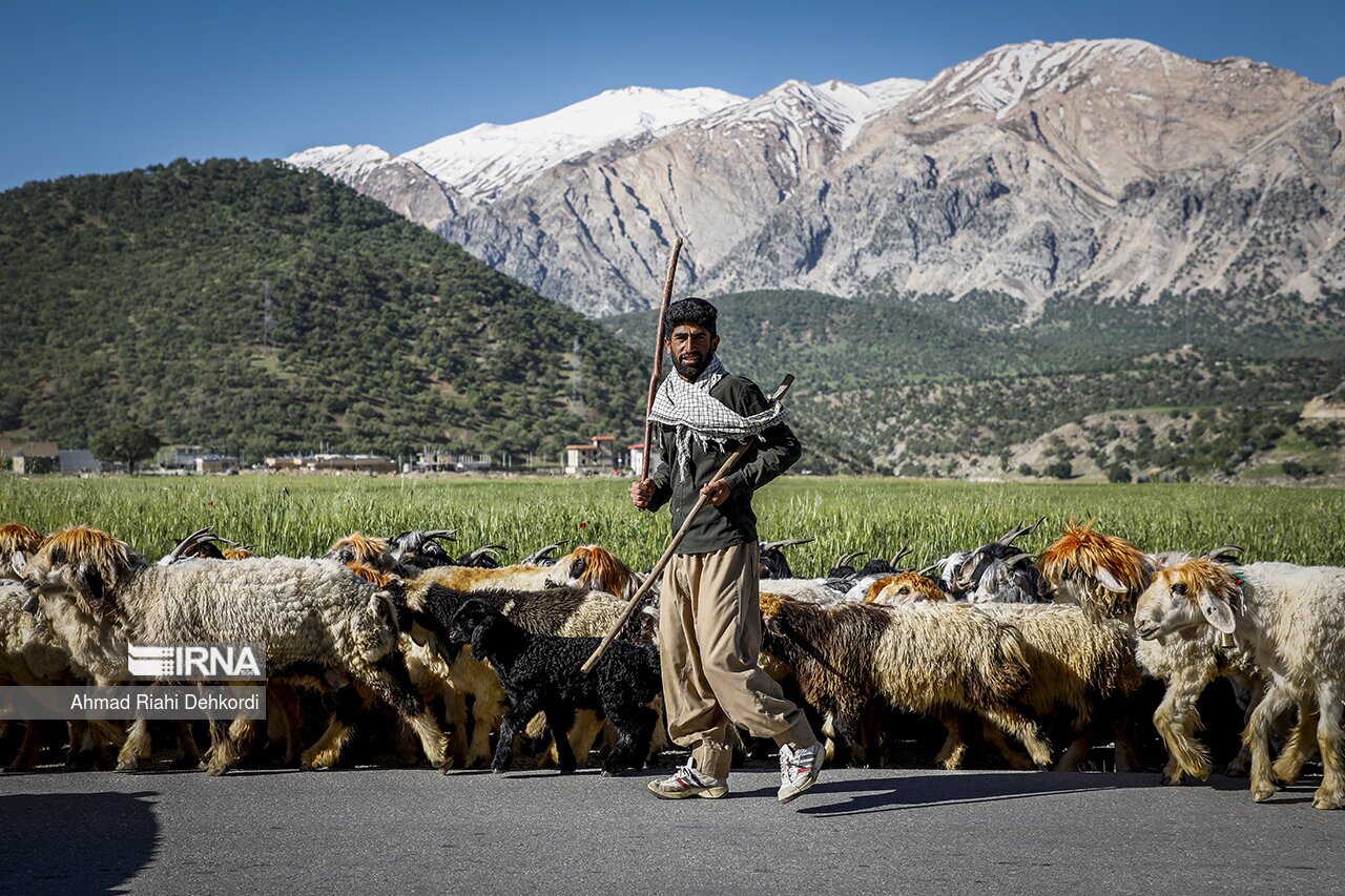 تصاویر: کوچ بهاره عشایر