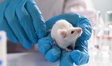 موش‌ها در آزمایشگاه با قدرت ذهن خود اشیا را در محیط واقعیت مجازی تکان دادند