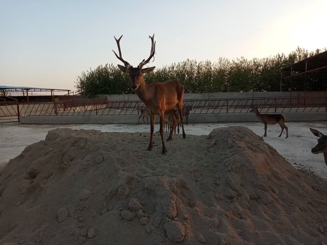 نیلسون اولین پروش دهنده و تولید کننده گوشت آهو در ایران نیلسون اولین پروش دهنده و تولید کننده گوشت آهو در ایران