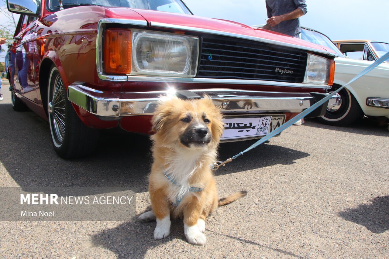 تصاویر: همایش ۵۶ سالگی پیکان