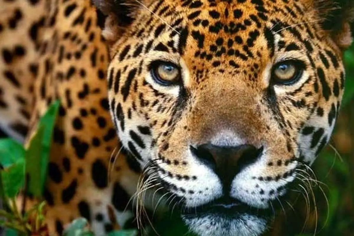 ببینید/ ثبت تصویر پلنگ ایرانی در ساریگل