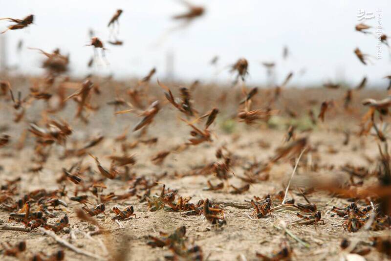 ببینید / هجوم ملخهای غولپیکر به اوکراین