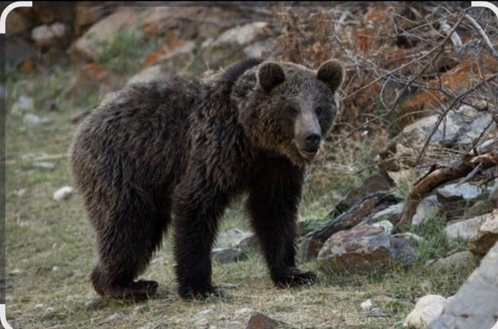 ببینید/ مشاهده یک قلاده خرس قهوه‌ای در ارتفاعات فیروزکوه