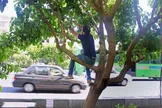 علوم پزشکی البرز: شهروندان از خوردن میوه درختان توت در معابر پرهیز کنند/ آلودگی‌های میکروبی روی سطح توت می‌تواند باعث ایجاد عفونت‌های گوارشی شود