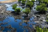 لکه‌های نفتی در قشم؛ خطری فراتر از آلودگی ساحل / ساحل تمیز، لزوماً به معنای دریای سالم نیست