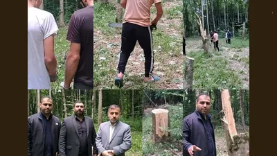 قطع ۶۴ درخت در ساری توسط قاچاقچیان به دلیل انتقام جویی شخصی