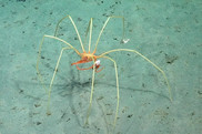 جابه‌جایی در اعماق اقیانوس سخت است؛ اما برخی موجودات تاکسی مجانی پیدا کرده‌اند