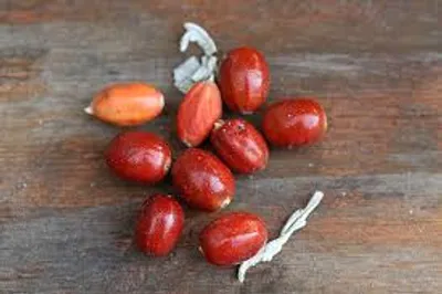 خواص درمانی شگفت‌انگیز سنجد