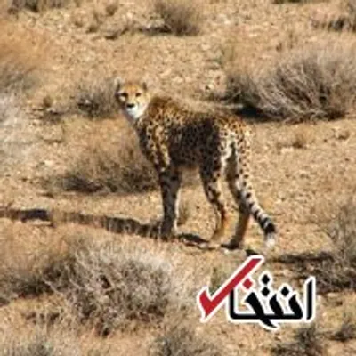 سازمان ملل حمایت خود از یوز ایرانی را قطع کرد