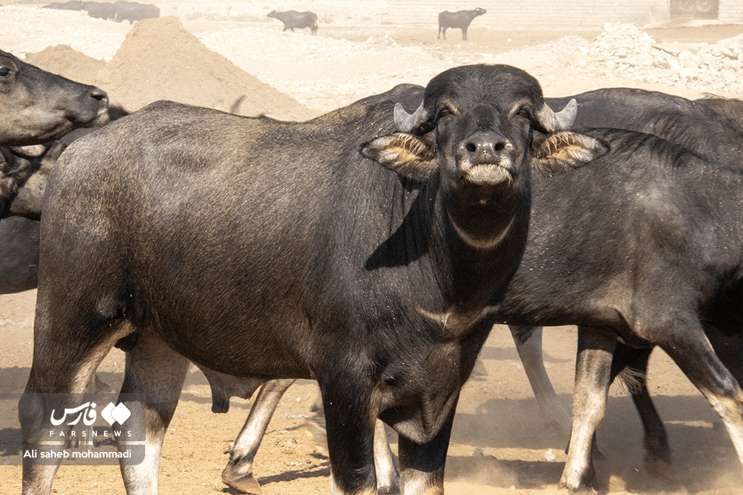 تصاویر: فرار گاومیش ها از گرما به آغوش دز