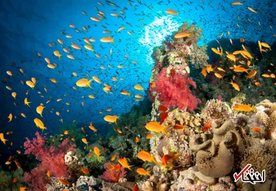 اگر فشار خون دارید آکواریوم بخرید