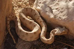 ببینید/ لحظه شکار پرنده و بلعیدن آن توسط افعی شاخدار ایرانی