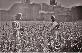 قسمت صد و شصت و یکم خاطرات میلسپو: در ایران کشت خشخاش باید به نیاز‌های پزشکی کاهش یابد و شاید به طور کلی ممنوع شود