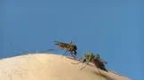 پشه خوب و بد: برنامه گوگل برای مقابله با بیماری‌های مرگبار ناشی از حشرات چیست