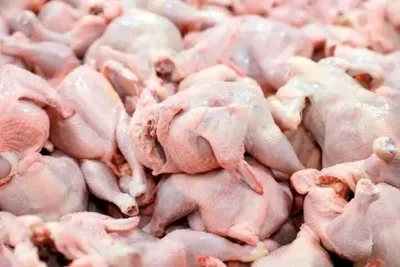 اتحادیه مرغداران گوشتی: قیمت مرغ زنده در واحد‌های مرغداری ۱۸۷ هزار تومان و برای مصرف کننده، ۲۷۸ هزار تومان شد/ قیمت نهاده‌های دامی حدود چهار برابر افزایش داشته، بر همین اساس، مرغ مشمول قیمت‌گذاری دستوری نیست و نرخ آن بر پایه شرایط روز بازار تعیین می‌شود