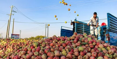 امسال، برای تولیدِ یک میلیون تن سیب در آذربایجان غربی، معادل یک‌سوم حجم فعلی دریاچه ارومیه آب مصرف شده است
