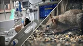 دبیرکل سازمان جهانی بهداشت: کشورها برای موارد بیشتر هانتاویروس آماده باشند