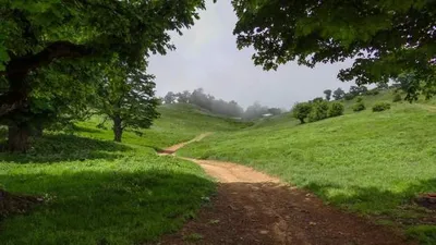در خواست سازمان جنگل‌ها از قوه قضائیه برای رسیدگی به پرونده جنگل‌های آق‌مشهد ساری