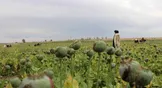سازمان ملل: عرضه تریاک در افغانستان پس از ممنوعیت طالبان ۹۵ درصد کاهش یافته است