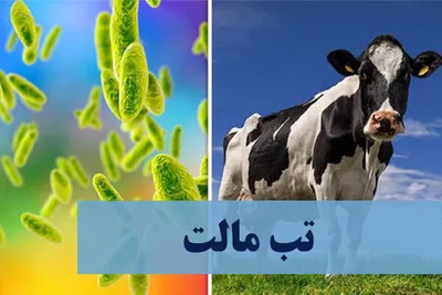 هشدار وزارت بهداشت: ۱۸۰۰۰ مبتلا به تب مالت تاکنون / ضرورت توجه به واکسیناسیون دامی با تکنولوژی‌های جدید