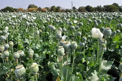 ستاد مبارزه با مواد مخدر: معنای زمزمه‌هایی که شنیده می‌شود، قانونی شدن کشت خشخاش نیست/ با کشت غیر قانونی به شدت برخورد می‌شود؛ اول جزای نقدی، دوم جزای نقدی و زندان و دفعه سوم علاوه بر این‌ها، مصادره زمین هم صورت می‌گیرد/ [فقط] می‌خواهیم برای تولید داروها مجوز بدهیم