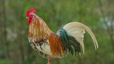 شهرت جهانی یک خروس فوتبال‌دوست در مدرسه‌ای کوچک در فرانسه؛ چگونه «کاکائوئِت» دل میلیون‌ها نفر را برد