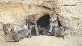 ببینید / تولد ۸ توله گرگ در دل طبیعت ایران