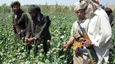 ادعای طالبان: گزارش سازمان ملل مبنی بر افزایش کشت خشخاش در افغانستان «بی‌اساس» است