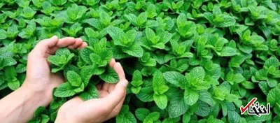 با مصرف منظم نعنا بیماری های معده را درمان کنید