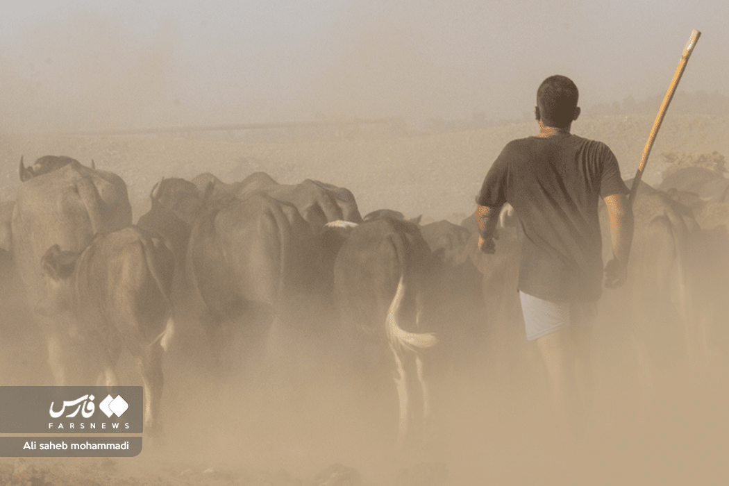 تصاویر: فرار گاومیش ها از گرما به آغوش دز