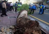 ببینید/ سقوط درختان بر اثر طوفان